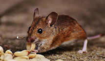24 Hour & Emergency Exterminators in Spring Lake, NC